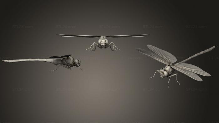 Insects (Insect beetles 111, INSCT_0056) 3D models for cnc